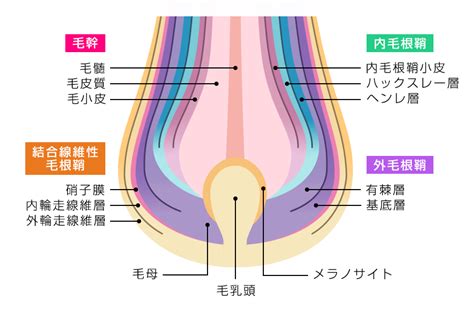 毛根鞘 気持ちいい|抜けた毛の毛根についてる白く透明な物体の正体！「。